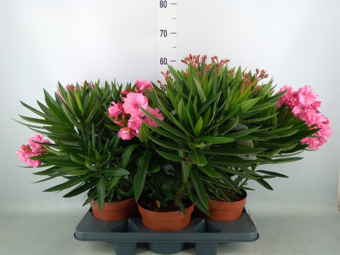 <h4>Nerium oleander   ...</h4>