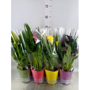 Zantedeschia   ...mix