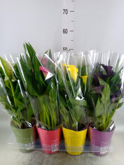 <h4>Zantedeschia ...mix</h4>