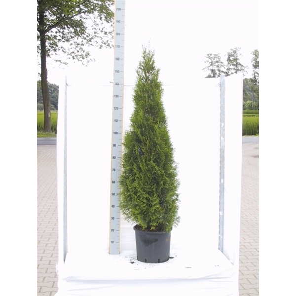 <h4>Thuja occidentalis 'Smaragd'</h4>