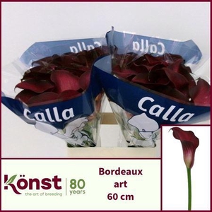 Zant Bordeaux Art