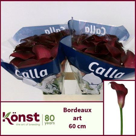 <h4>Zant Bordeaux Art</h4>