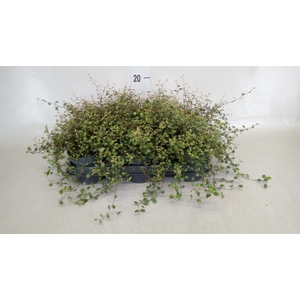 Muehlenbeckia com. 'Mao'ri'