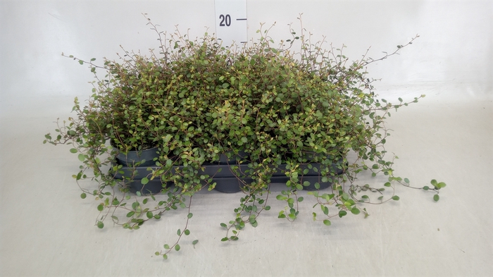<h4>Muehlenbeckia com. 'Mao'ri'</h4>