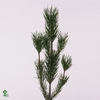 PINUS MUGO