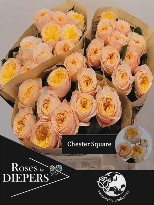 <h4>R TR CHESTER SQUARE</h4>