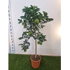 Citrus hystrix