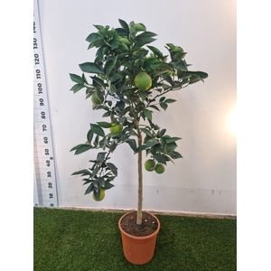 Citrus hystrix