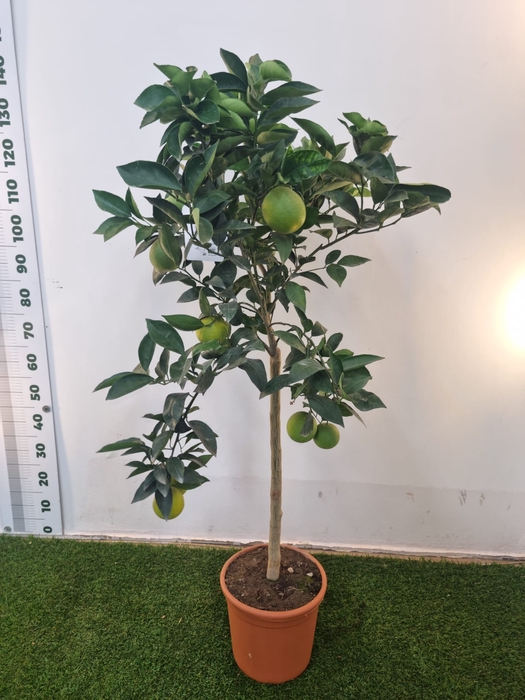 <h4>Citrus hystrix</h4>