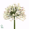 Agapanthus Umbellatus Album