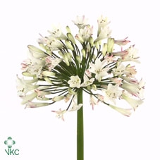 Agapanthus Umbellatus Album