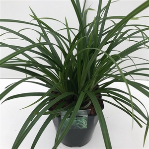 Graminées Carex 'Irisch Green'