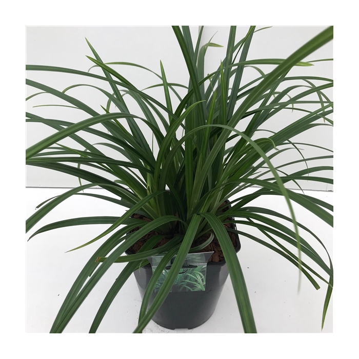 <h4>Carex 'Irisch Green'</h4>