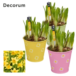 Narcis Fleur Grande GM HL13547