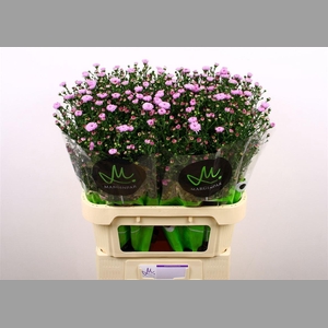Aster Nb Double Date Pink