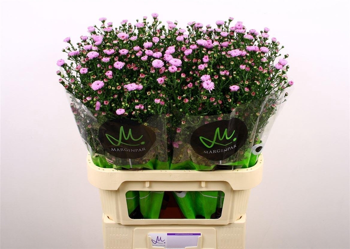 <h4>Aster Double Date Pink</h4>