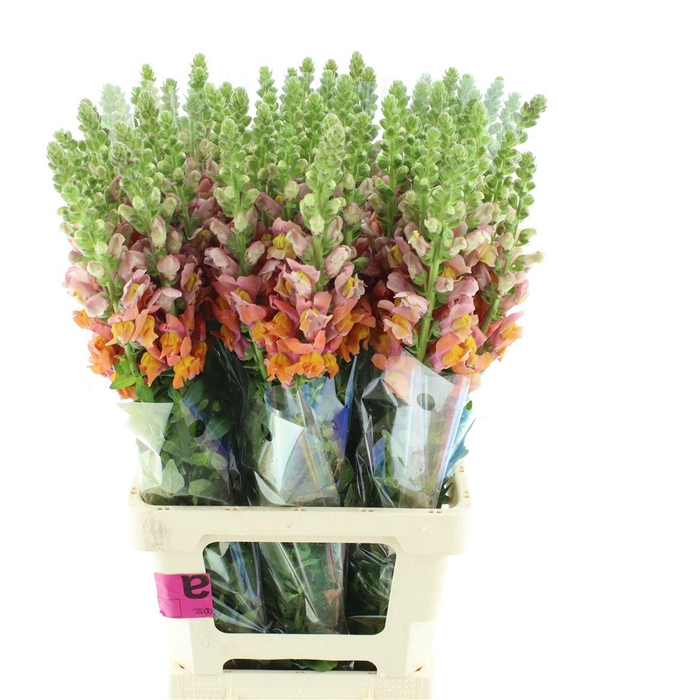 <h4>Antir Op Orange</h4>