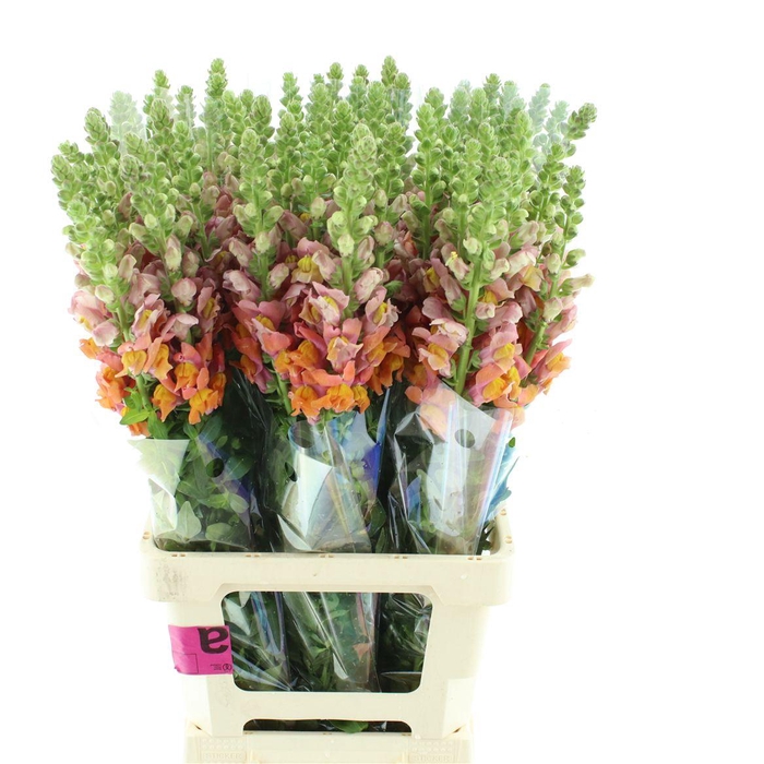 <h4>Antir Op Orange</h4>