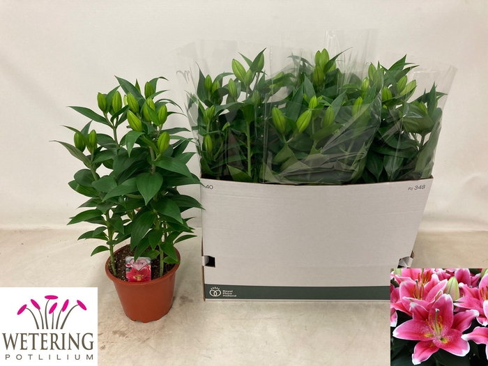 <h4>LIL OR SUNNY ROBYN</h4>