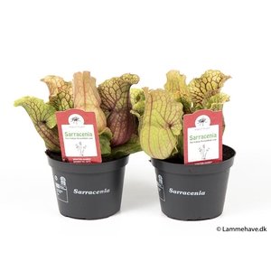 SARRACENIA PURPUREA