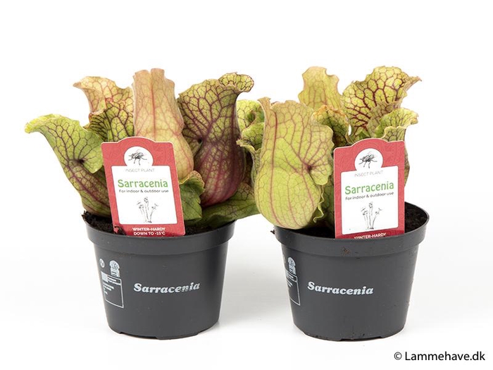 <h4>SARRACENIA PURPUREA</h4>