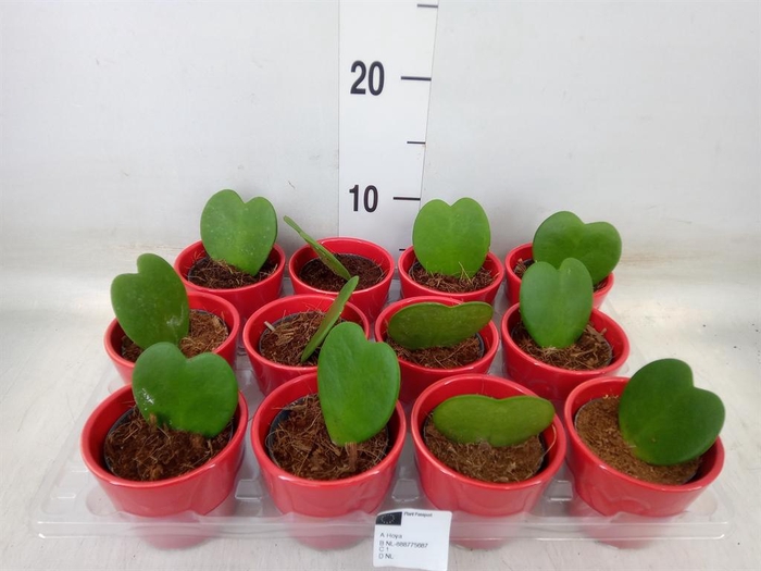 <h4>Hoya kerrii</h4>