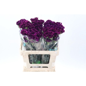 Di St Fl Moontea 50cm