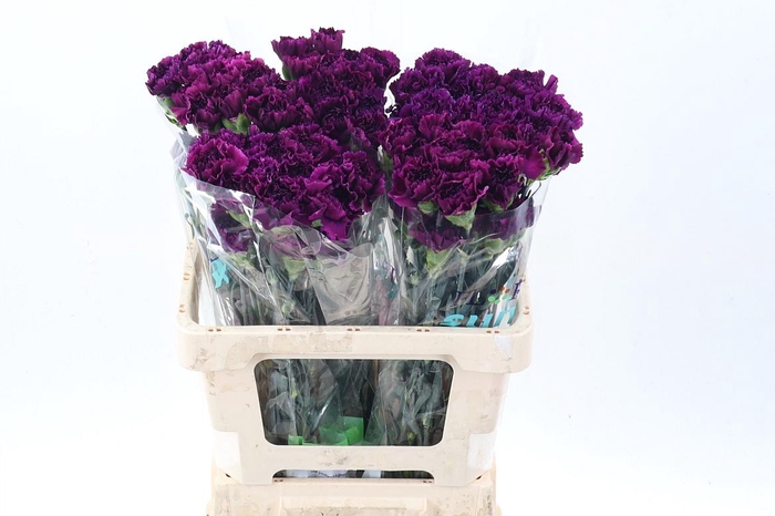 <h4>Di St Fl Moontea 50cm</h4>