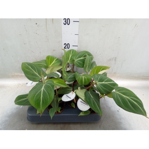 Philodendron   ...