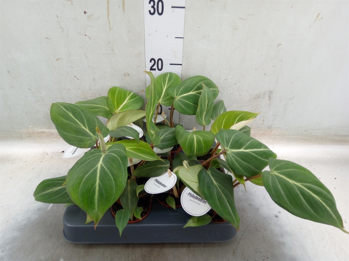 <h4>Philodendron   ...</h4>