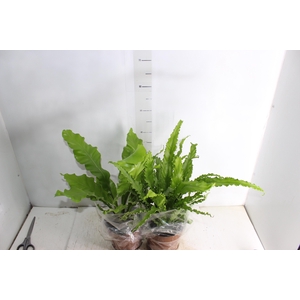 ASPLENIUM VARIADO P17