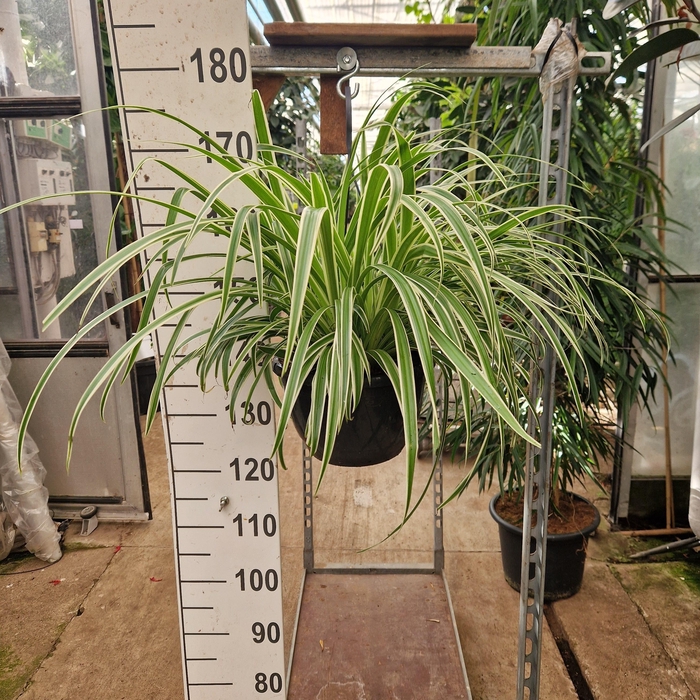 <h4>Chlorophytum comosum 'Vittatum' hangplant</h4>