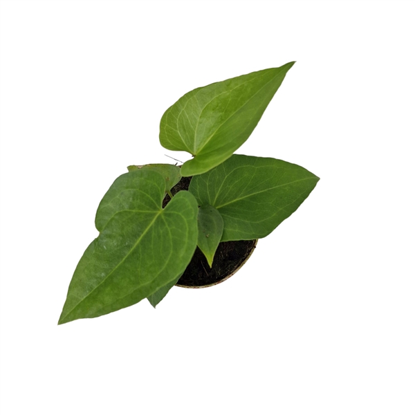 <h4>Anthurium Podophyllum</h4>