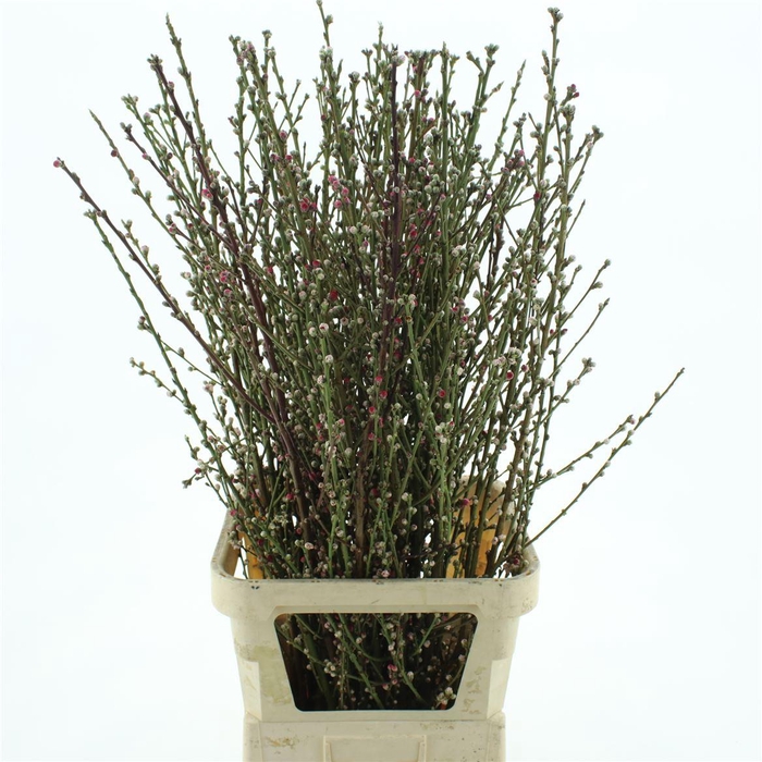 Perzikbloesem P Stem