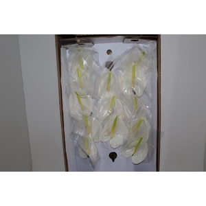 ANTHURIUM PRESENCE 9/11 035 CM DIAM MIN 9 CM BRANCO