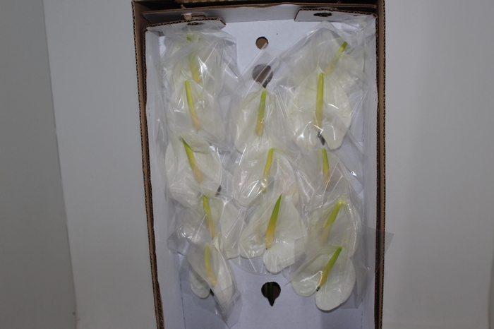 <h4>ANTHURIUM PRESENCE 9/11 035 CM DIAM MIN 9 CM BRANCO</h4>