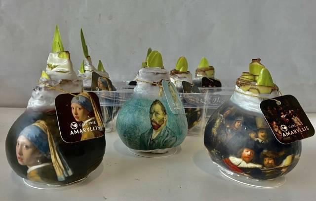 <h4>Bloembol Hippeastrum</h4>