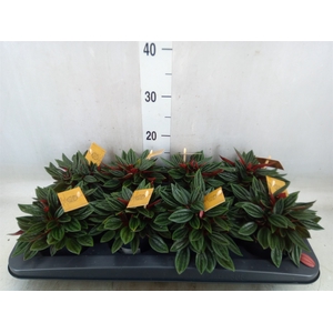 Peperomia caperata 'Rosso'
