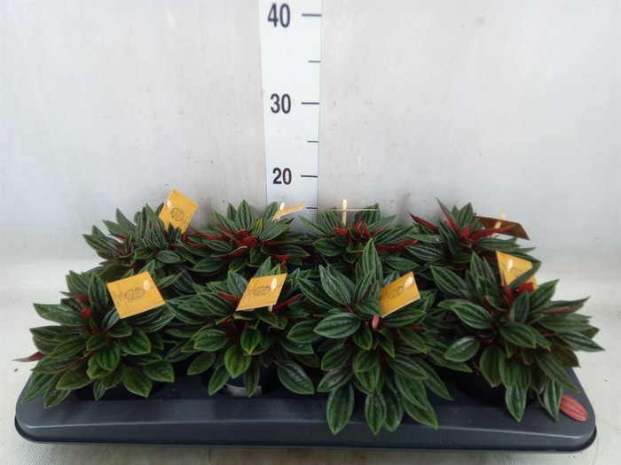 <h4>Peperomia caperata 'Rosso'</h4>