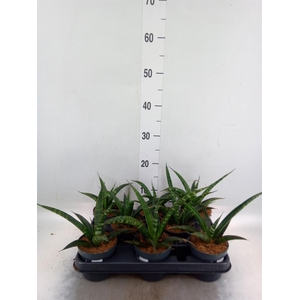 Sansevieria trifa.   ...