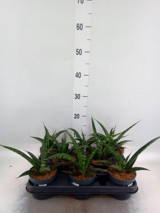 <h4>Sansevieria trifa. ...</h4>