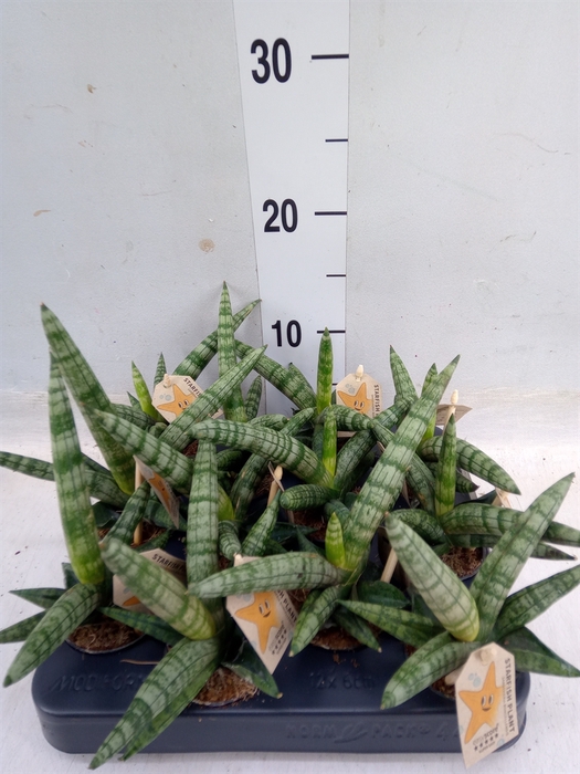 <h4>Sansevieria cyl. 'Boncel'</h4>