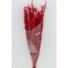 Pres Licopodium Long Red Bunch
