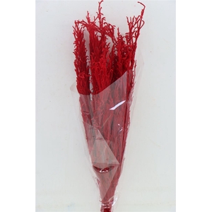 Pres Licopodium Long Red Bunch