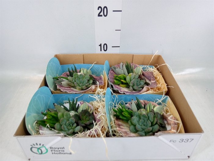 <h4>Planten  ..in schelp L%</h4>