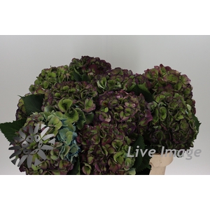 Hydrangea elbtal classic