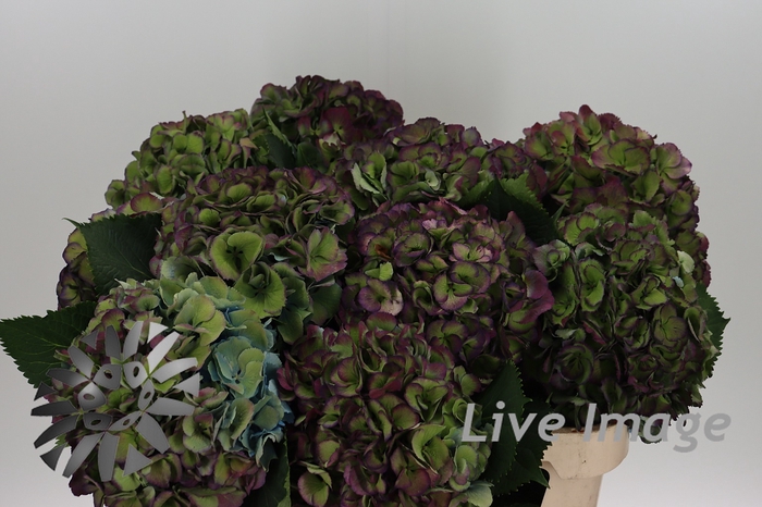 <h4>Hydrangea elbtal classic</h4>