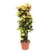 Codiaeum Mrs Iceton