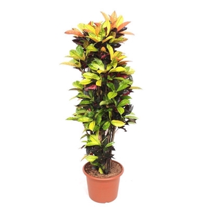 Codiaeum Mrs Iceton