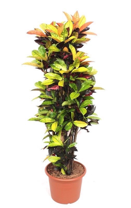 Codiaeum Mrs Iceton